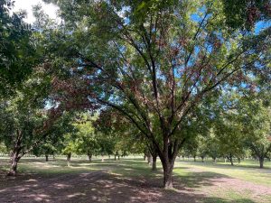 A mature pecan tree greatly affected by drought. Dead limbs and brown leaves droop from the canopy.
